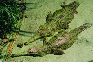 Illustration for article titled Sunday Crocodilian - Crocodylus johnstoni Edition
